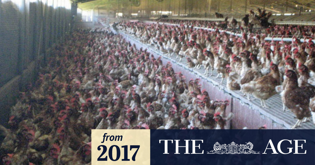 Caged eggs sales continue to slide Australian Egg Corporation annual